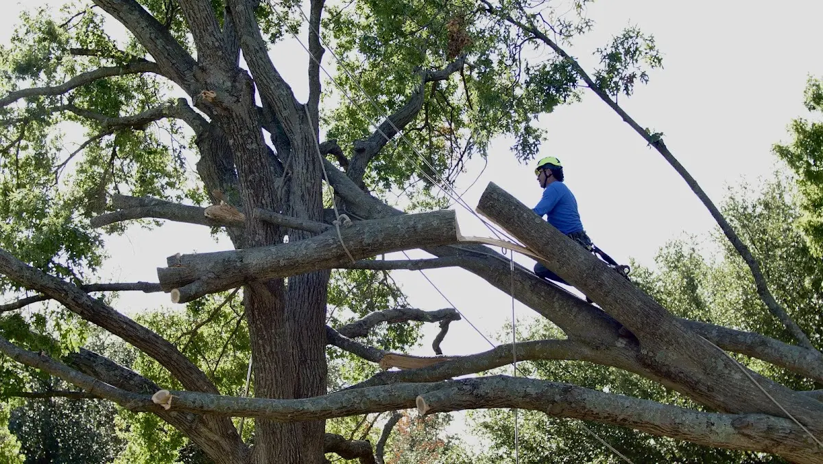 Professional Crown Thinning performed by certified arborists in Lumberton